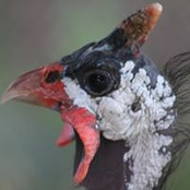Jeff Van Osdol's photo