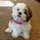 shele_schell