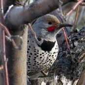 Joanne Williams's photo