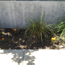 Orange flowers