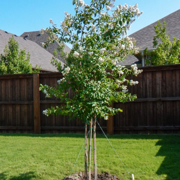 Flowering Trees & Shrubs