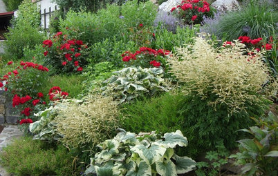 Farbe im Garten: Wie kombiniert man rote Blüten am besten?
