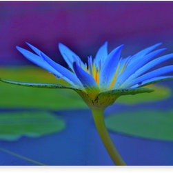 Canvas prints - "Lillypaint" - Photographs