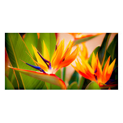 Douglas Page Photographic Arts - Bird Of Paradise, Canvas Giclee, 40"x20" - Prints And Posters