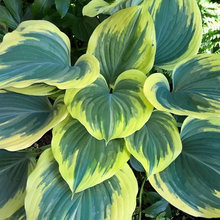 Grow Great Plants ~