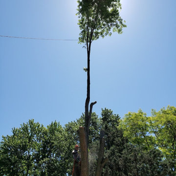 Dennis Tree Service