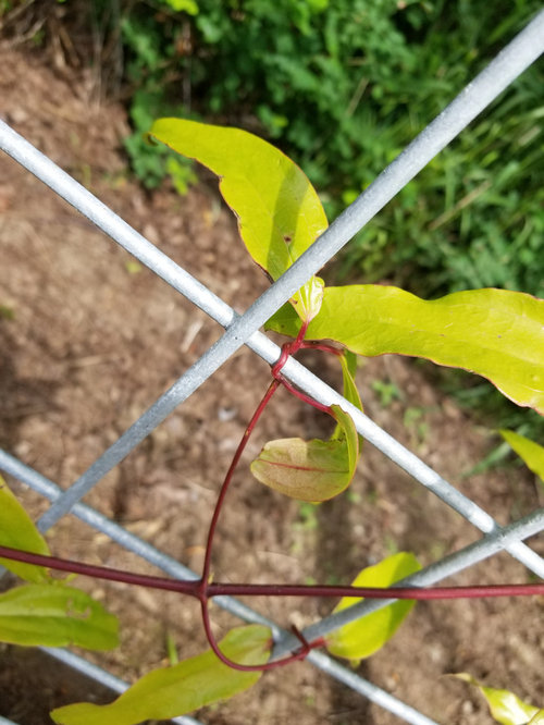 What's eating my Clematis Armandii?