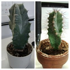See if you can ID these little cacti for fun and profit. | Houzz Forum