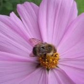Foto von Phyllis Atkinson