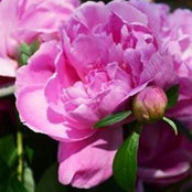 Phyllis Pollard Farr's photo