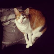 Ann Farrow's photo