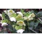 Lucy Harris's photo