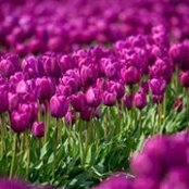 Karen Edelblute's photo