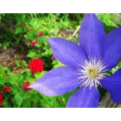 Jerra Jackson Caldwell's photo