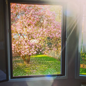 vue depuis la chambre du jardin avec le magnolia en fleurs