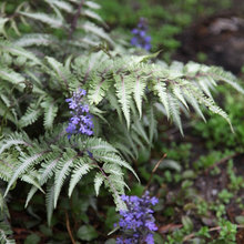 woodland