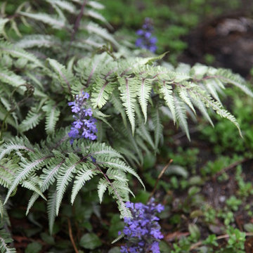 Woodland Garden