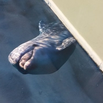 Epoxy Sea Floor