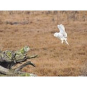 Earl Hirtz's photo