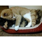 Cheryl Bouchier's photo