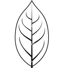 The Persimmon Company