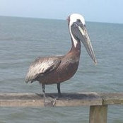 Jeanne Warfield Nichols's photo