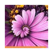 Melissa Clarke's photo
