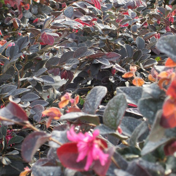 Individual Plant Photos # 1:Customer Aid  (Not complete- hundreds will be here)