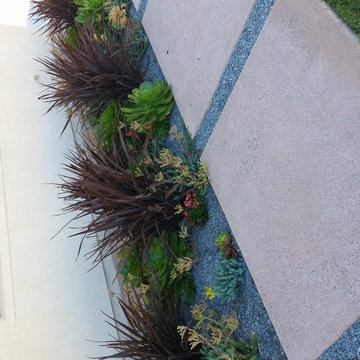 DROUGHT TOLERANT