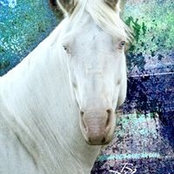 Susan Meyer's photo