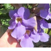 Peggy Prejean's photo