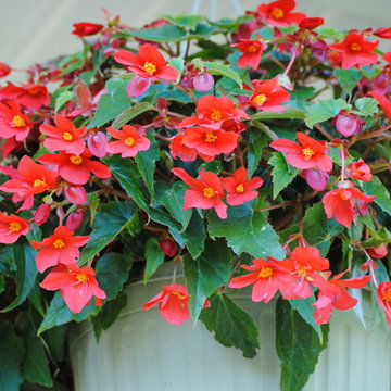 Annuals, Perennials and Tropicals.