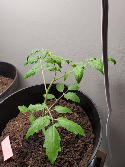 Tomato plants wilting too much water information