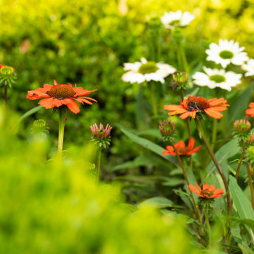 A lush suburban garden in the Boston area