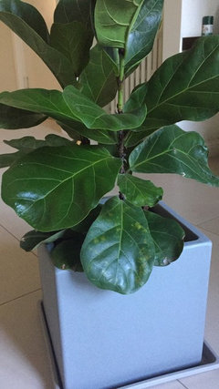 fiddle turning fig leaf yellow