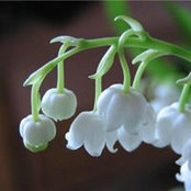 Cheri Pruitt's photo