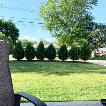 Techny Arborvitae Hedge