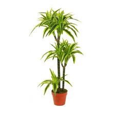 Lobby Planter