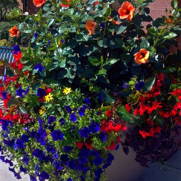 Softscape (Flowers, Flower beds and more)