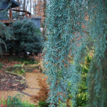 Plants-Outdoor