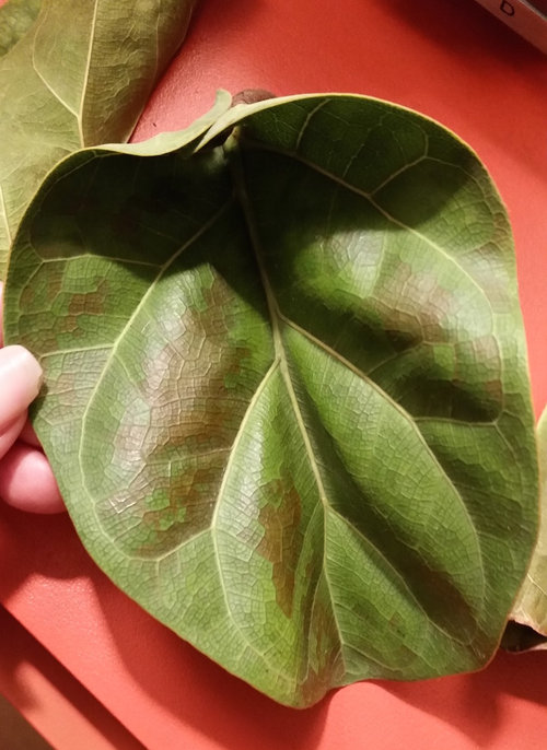 Help! Fiddle leaf fig is dying