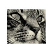 Karina Davidson's photo