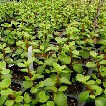 portulacaria afra