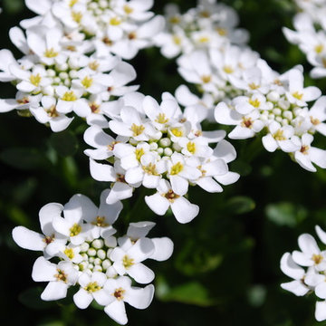 candytuft (Iberis sempervirens)