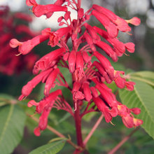 Flowering Trees for zones 4&5