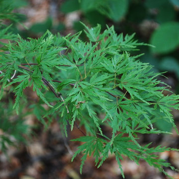 Seiryu Japanese Maple