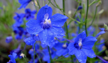 La plante du mois : Le delphinium