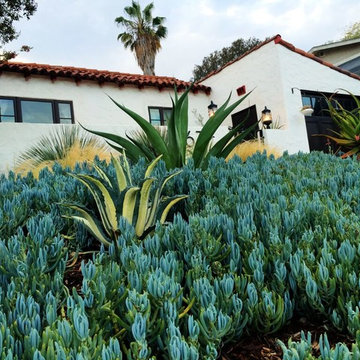 Eage rock - Drought tolerant