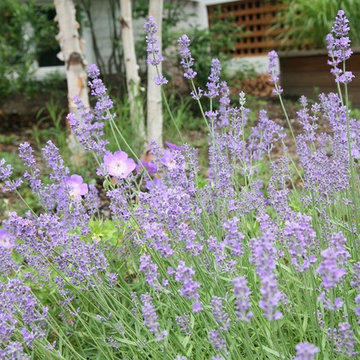 Lavender munstead, Rozanne geranium, Heritage river birch