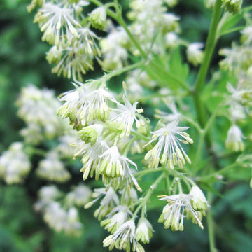 Thalictrum dasycarpum